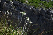 22 Stelle alpine sull'orlo del precipizo ...